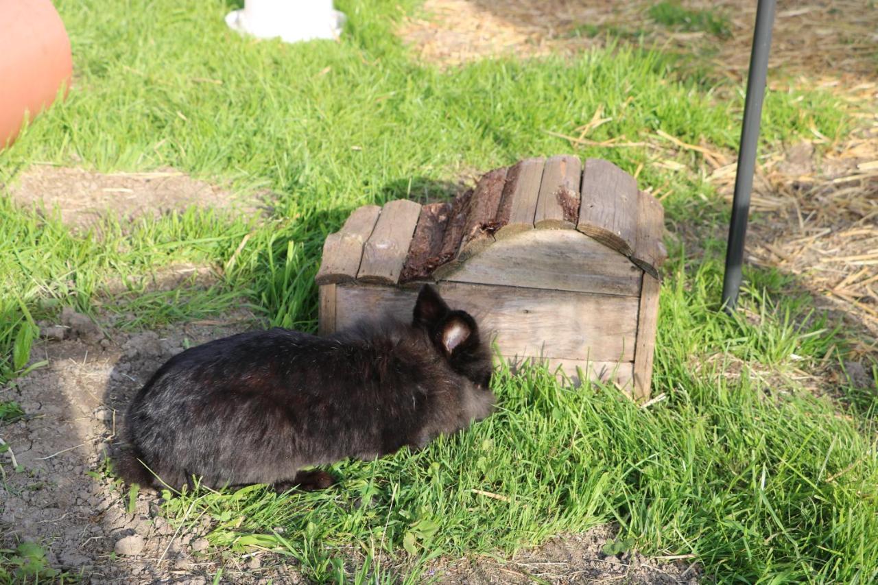 ショペルナウFerienbauernhof Moosbruggerアパートメント エクステリア 写真